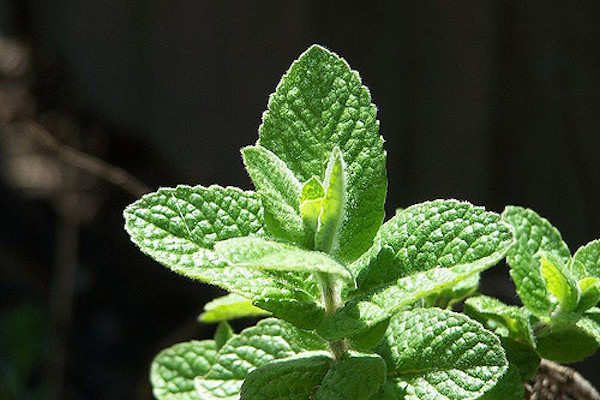 can i buy a retirement property for my parents