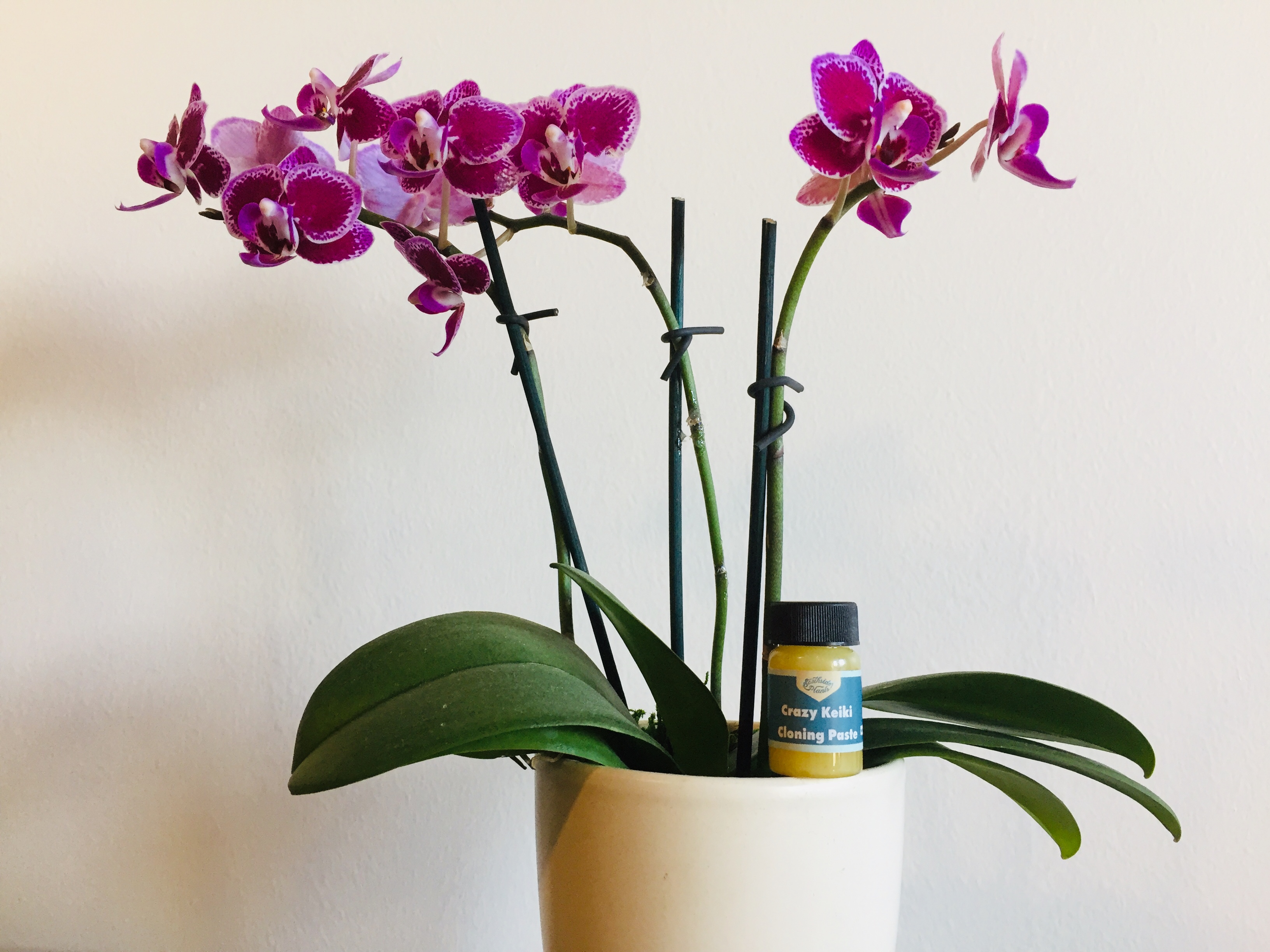 Billfold Crazy Keiki Cloning Paste The Billfold